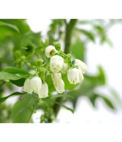 Heidelbeer-Drilling 9 Heidelbeer-Drilling -Gartenmöbel Geschäft 7665631 WE DE 001 VacciniumHeidelbeerDrilling10L