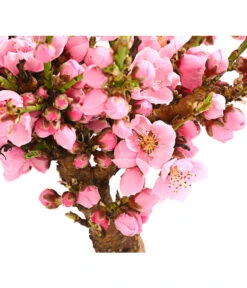 Zwergnektarine 'Nectarella' -Gartenmöbel Geschäft 7720204 PR DE 001 ZwergNektarine7LDehnerExpressHerzig