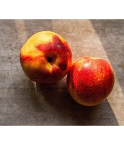 Zwergnektarine 'Nectarella' -Gartenmöbel Geschäft 7720204 WE DE 002 Zwergnektarine