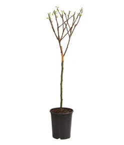 Gartenmöbel Geschäft -Gartenmöbel Geschäft 7723950 WE FS 001 ZwergapfelObstZwergeKidsDehnerExpressHerzig