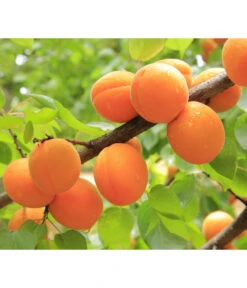 Aprikose, Einjährige Veredelung