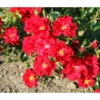 Bodendeckerrose 'Matador®' -Gartenmöbel Geschäft 7803067 WE DE 002 BodendeckerRoseMatadorTantauRotRet