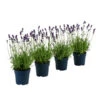 Duft-Lavendel 'Felice', 4er-Set -Gartenmöbel Geschäft 7805773 WE FS 001 LavendelpaketDuftLavendelAngustifoliaFeliceLavandula4Pflanzen