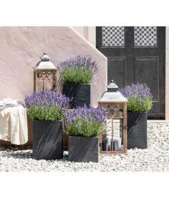 Dehners Bienen-Lavendel, 4er-Set -Gartenmöbel Geschäft 7805773 WE MO 001 Lavendel