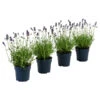 Dehners Bienen-Lavendel, 4er-Set -Gartenmöbel Geschäft 7805799 WE FS 001 LavendelpaketBieneBienenlavendelLavandula4PflanzenT12
