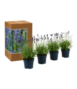 Dehners Bienen-Lavendel, 4er-Set -Gartenmöbel Geschäft 7805799 WE FS 002 LavendelpaketBieneBienenlavendelLavandula4PflanzenT12