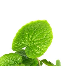 Wasabi -Gartenmöbel Geschäft 8001513 WE DE 001 WasabiT9