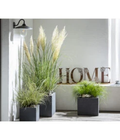 Pampasgras 'Sunningdale Silver' -Gartenmöbel Geschäft 8010340 WE MO 001 CortaderiaPumilaPampasgrasHome