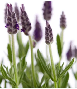 Schopf-Lavendel -Gartenmöbel Geschäft 8017014 WE DE 001 LavendelSchopflavendelLavandulaStoechasT13DehnerExpressZS