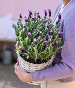 Schopf-Lavendel -Gartenmöbel Geschäft 8017014 WE MO 001 LavendelKorb