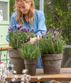 Schopf-Lavendel -Gartenmöbel Geschäft 8017014 WE MO 001 SchopfLavendelStoechas