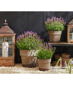 Schopf-Lavendel -Gartenmöbel Geschäft 8017014 WE MO 001 Schopflavendel