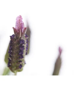 Schopf-Lavendel -Gartenmöbel Geschäft 8017089 PR DE 001 LavendelStoechasLavandulaStoechasT18DehnerExpressHerzig