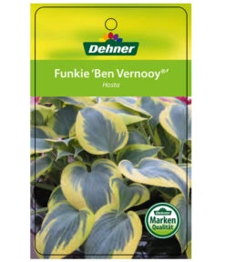 Blaue Gelbrand-Funkie 'Ben Vernooy®' -Gartenmöbel Geschäft 8029308 HostaBenVernoyEtikett1