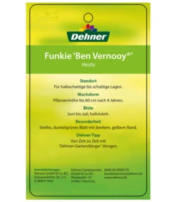 Blaue Gelbrand-Funkie 'Ben Vernooy®' -Gartenmöbel Geschäft 8029308 HostaBenVernoyEtikett2