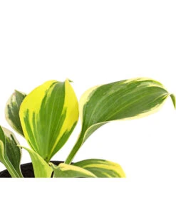 Blaue Gelbrand-Funkie 'Ben Vernooy®' -Gartenmöbel Geschäft 8029308 PR DE 001 HostaFunkieBenVernooyDehnerExpressHerzig