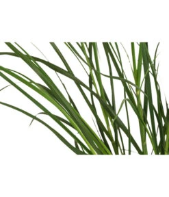 Pampasgras 'Sunningdale Silver' -Gartenmöbel Geschäft 8042525 WE DE 001 CortaderiaSelloanaSunningdaleSilverPampasgrasT19