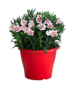 Garten-Nelke, Zweifarbig, Verschiedene Sorten -Gartenmöbel Geschäft 8050643 WE FS 002 NelkeDianthusInSortenT19