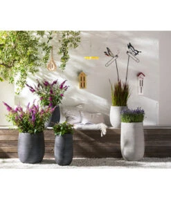 Neu eingetroffen -Gartenmöbel Geschäft 8092108 PR MO 005 LavendelLavandulaAngustifoliaT13Schmetterlingsgarten Rosen usw GC14 2020