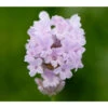 Lavendel 'Little Lottie' -Gartenmöbel Geschäft 8094469 PR DE 001 DownderryLittleLottieHelixOnline