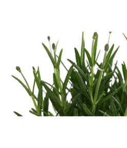 Lavendel 'Royal Blue' -Gartenmöbel Geschäft 8097545 WE DE 001 LavendelRoyalBlue1L