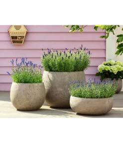 Lavendel 'Royal Blue' -Gartenmöbel Geschäft 8097545 WE MO 001 LavendelRoyalBlue