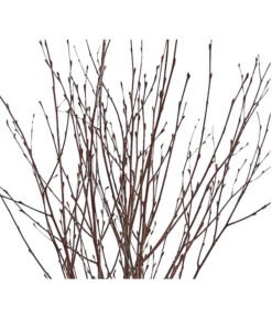 Birkenzweige-Bund, Ca. 70 Cm -Gartenmöbel Geschäft 8148819 PR DE 001 BirkenzweigeNaturKurzBundDehnerExpressHerzig 2