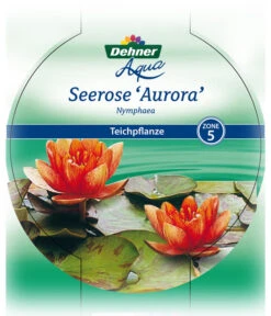 Dehner Seerose 'Aurora' -Gartenmöbel Geschäft 8315921 Seerose Aurora Etikett 1 NEU