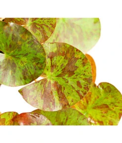 Dehner Seerose 'Aurora' -Gartenmöbel Geschäft 8315921 WE DE 001 SeeroseNymphaeaHybrideGelbOrangeT14DehnerExpressHerzig