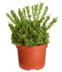 Korallenkaktus - Rhipsalis Mesembryanthoides