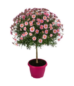 Margerite, Stämmchen, Verschiedene Farben