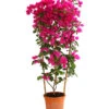 Drillingsblume 'Renate', Spalier -Gartenmöbel Geschäft 8583858 WE FS 001 BougainvilleRenatePyramideT23DehnerExpressHerzig