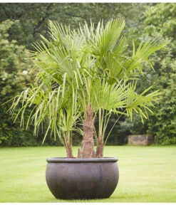 Neu eingetroffen -Gartenmöbel Geschäft 8607855 PR MO 001 Polystone SchaleEmpireBlumentopfBlumenvasePflanztopfHanfpalmeTrachycarpusFortuneiGruppe