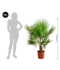 Neu eingetroffen -Gartenmöbel Geschäft 8608036 WE BG 001 XXL Faecherpalme140150cm