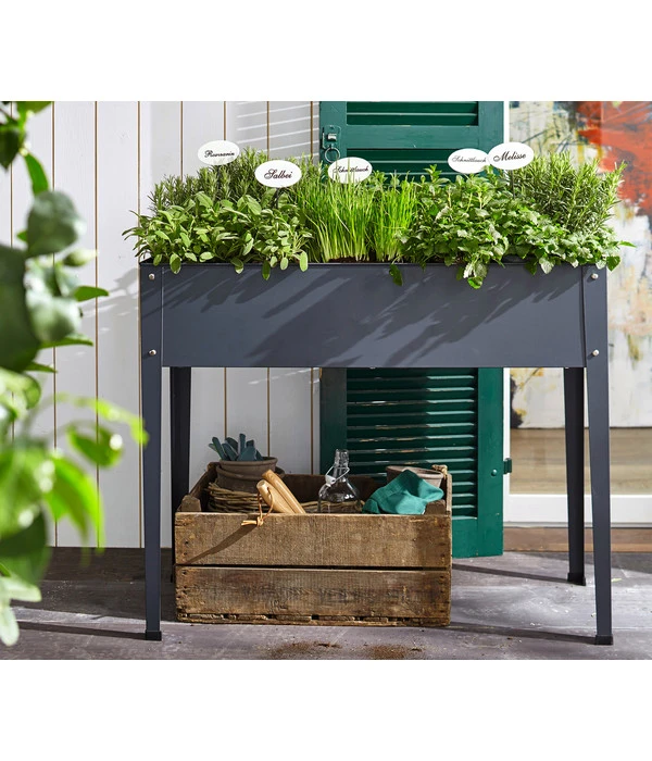 Bio Rosmarin – Bild 2