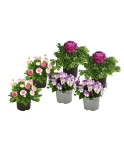 Beet- & Balkonpflanzen-Set Frühlingsfreude, 6-teilig