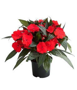 Edellieschen, Verschiedene Farben