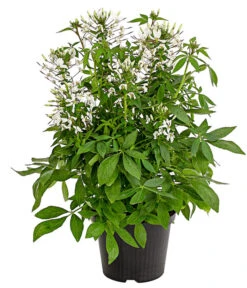 Spinnenpflanze 'Weiß'