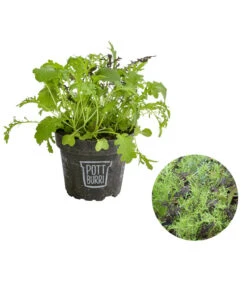 Bio Asia Wildkräuter Im Pottburri®-Topf