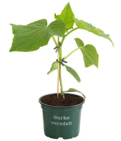 Gartenmöbel Geschäft -Gartenmöbel Geschäft 8830853 WE FS 001 BioSchlangengurkeVeredelt