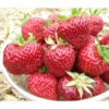 Erdbeere 'Hummi®-Meraldo'