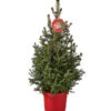Weihnachtsbaum - Zwerg-Fichte 'Little Santa®' -Gartenmöbel Geschäft 8997280 PR FS 005 PiceaLittleSanta5L