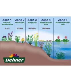 Dehner Seerose 'Aurora' -Gartenmöbel Geschäft WE DE 001 Teichzonen Wasserpflanzen Schild 1