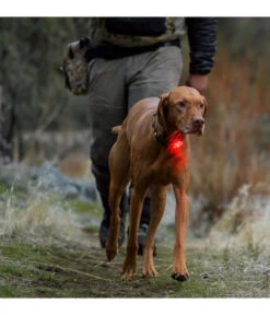 RUFFWEAR® Hunde-Sicherheitsleuchte THE BEACON™ -Gartenmöbel Geschäft X004449468 WE M 002 RUFFWEARHundeSicherheitsleuchteTHEBEACON